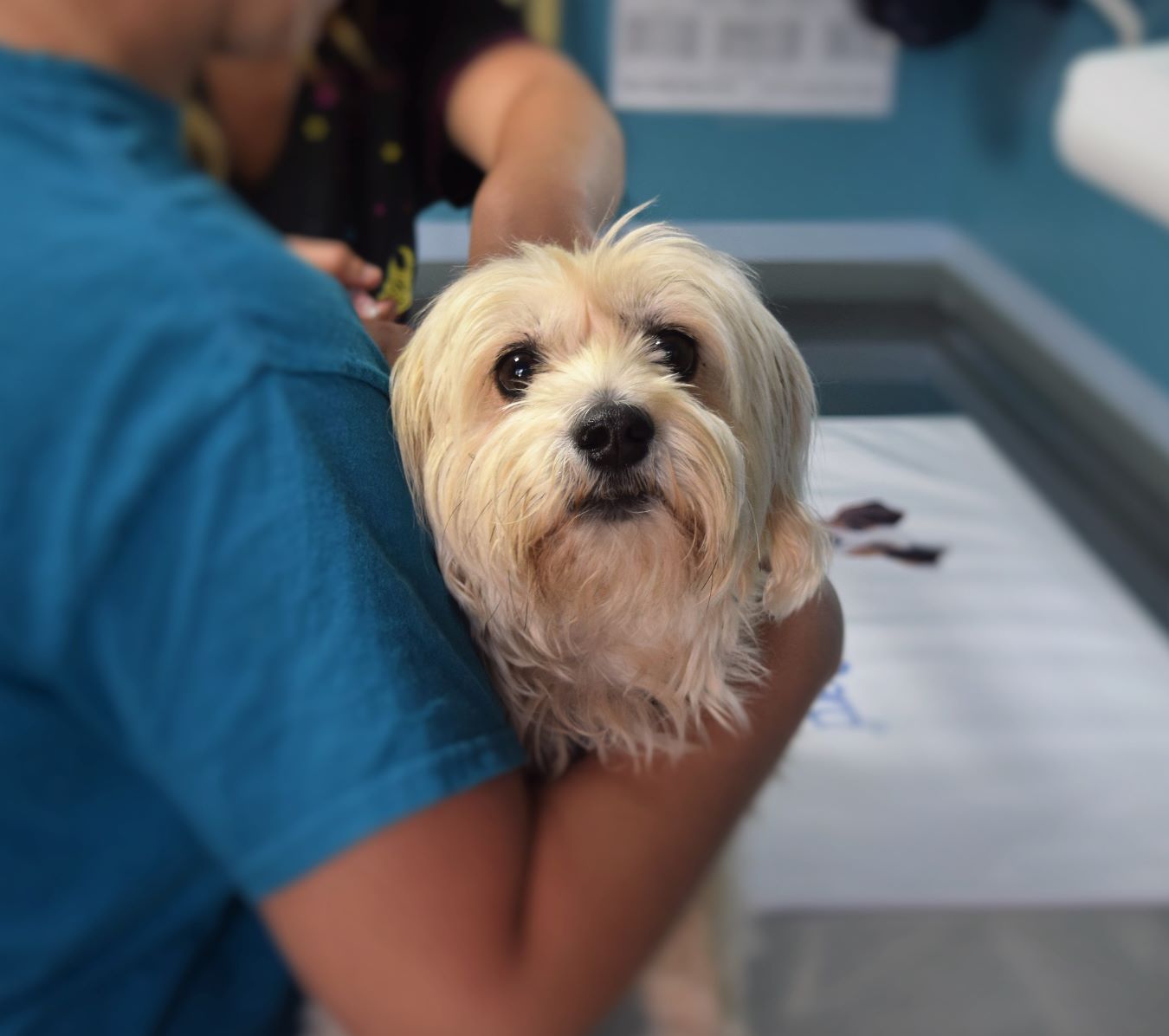 Veterinarske dijete za pse